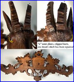 Antique Swiss Black Forest Carved 23.75 Hat Coat Rack, Chamois Goat, Glass Eyes
